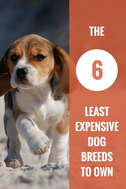 Least Expensive Small Dog Breeds